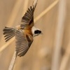 Moudivlacek luzni - Remiz pendulinus - Eurasian Penduline-Tit 0912